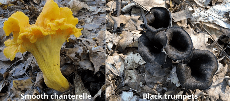 Smooth chanterelles and black trumpets