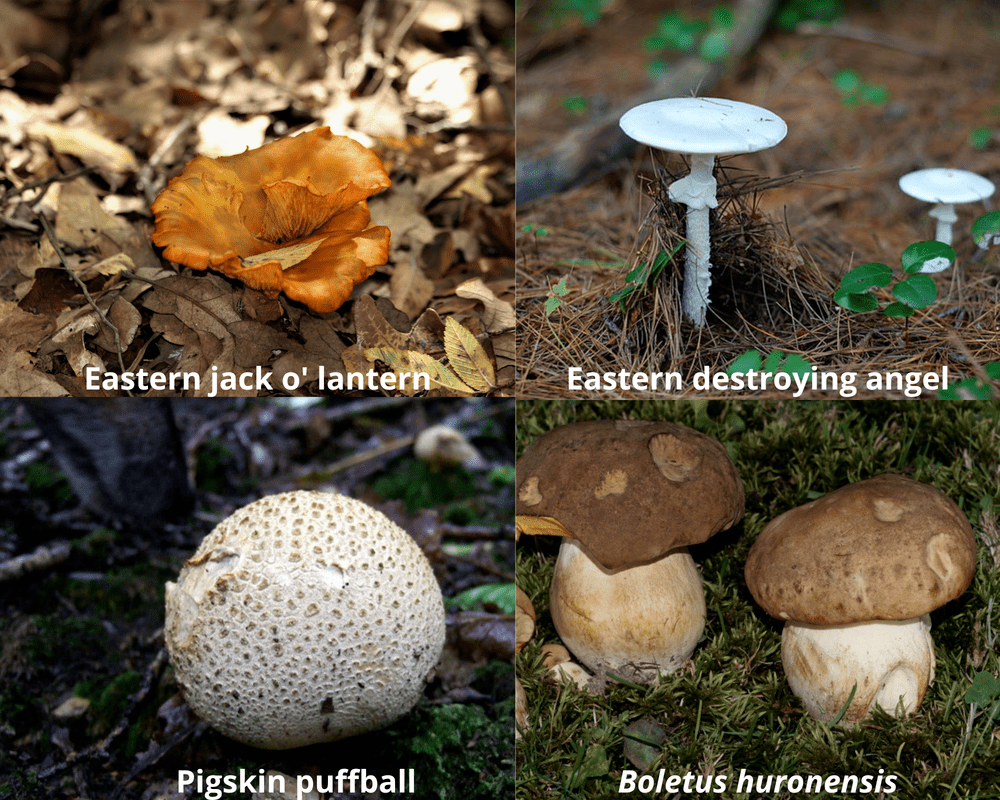 poisonous mushrooms maine