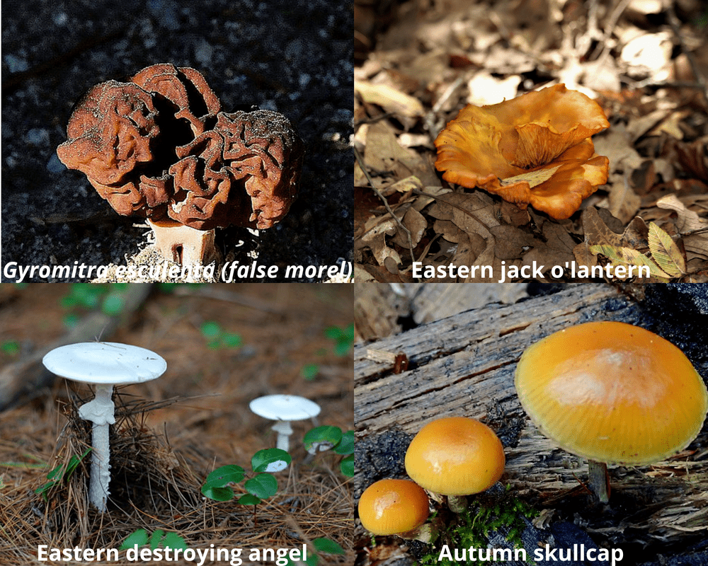 Poisonous mushrooms in Michigan