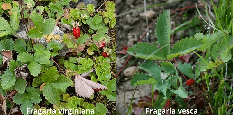 A Forager's Guide to Fragaria Virginiana (Virginia Strawberry) 3 fragaria virginiana vs fragaria vesca