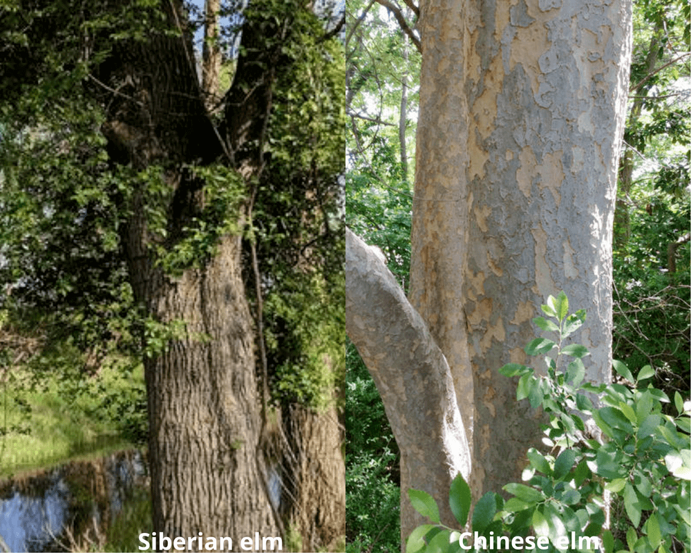 chinese elm vs siberian elm