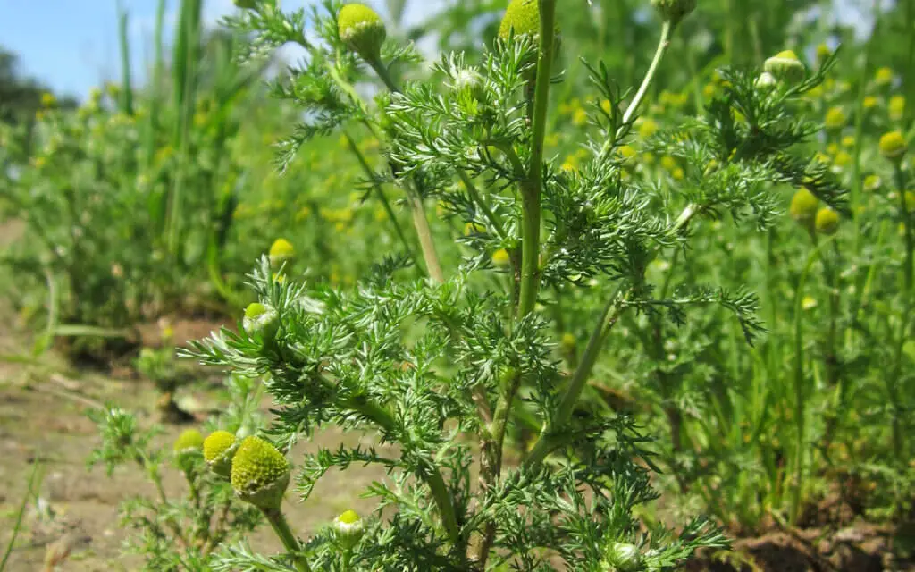 Pineapple weed