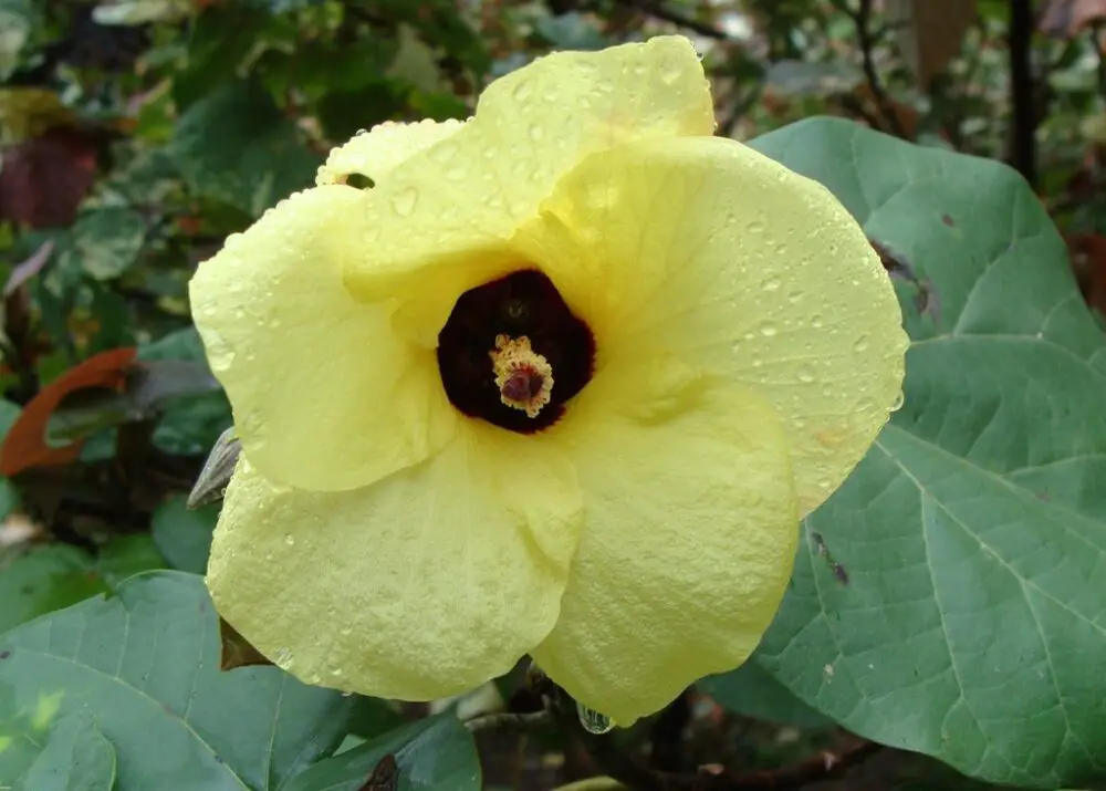 Hibiscus tiliaceus