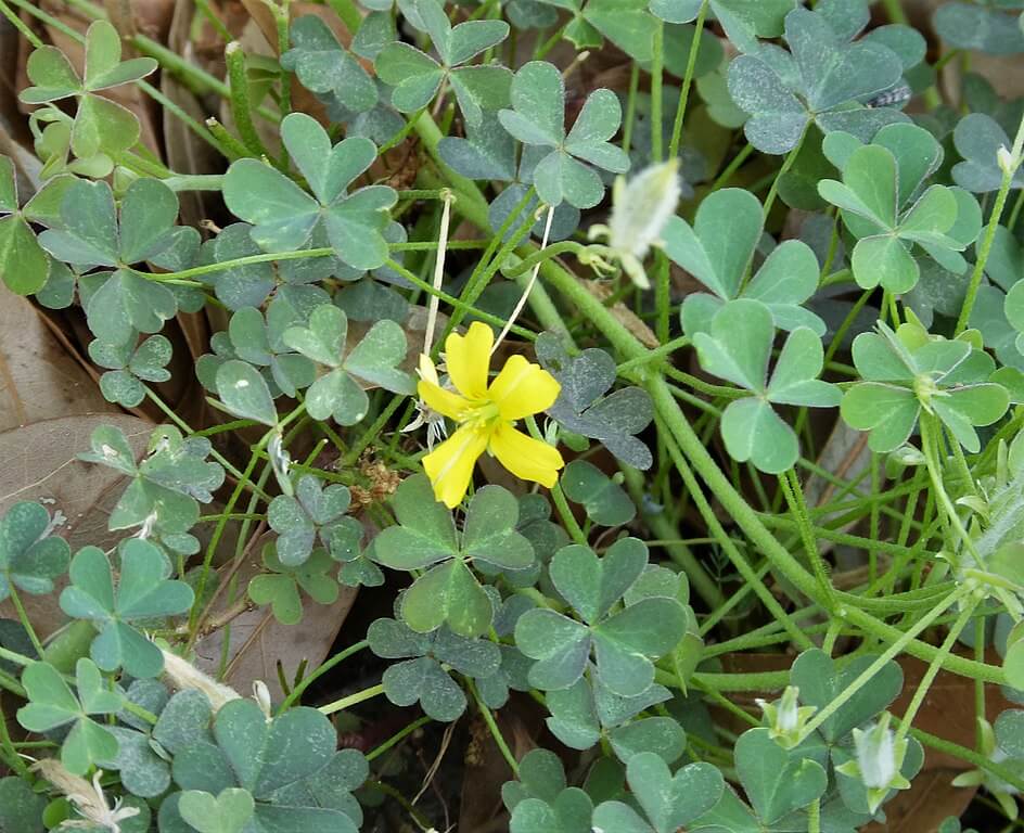 Yellow wood sorrel