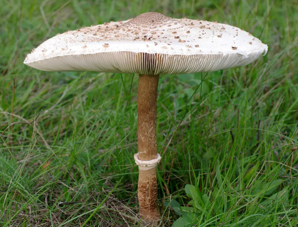 Parasol mushroom