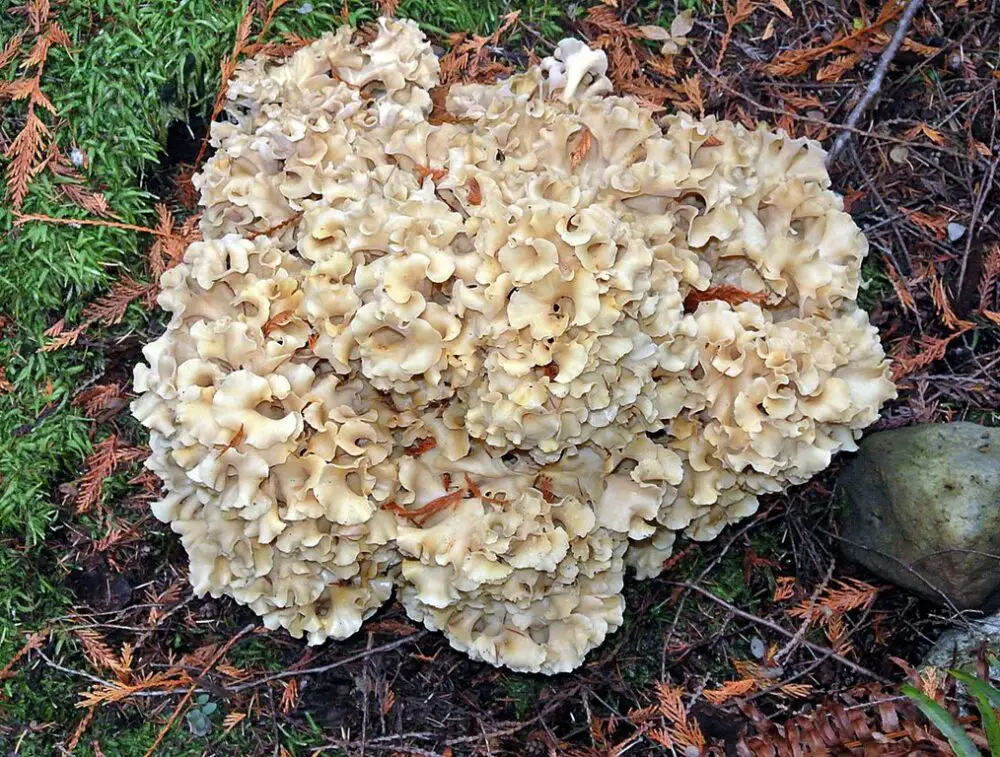 cauliflower mushroom