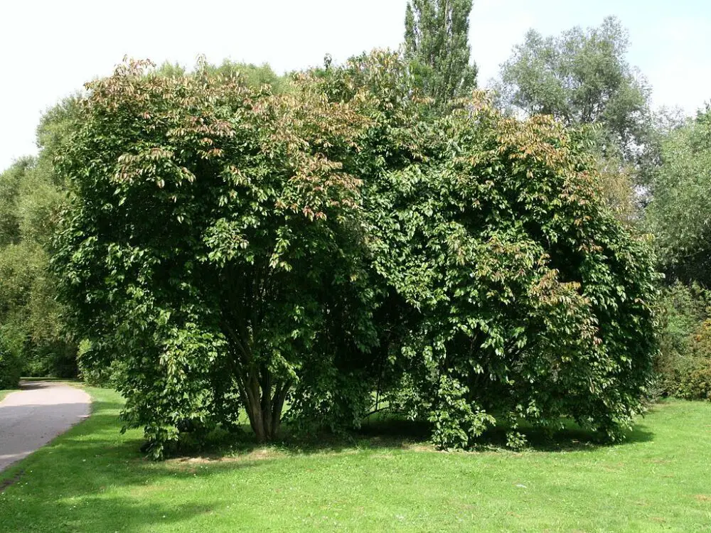 Viburnum lentago, nannyberry