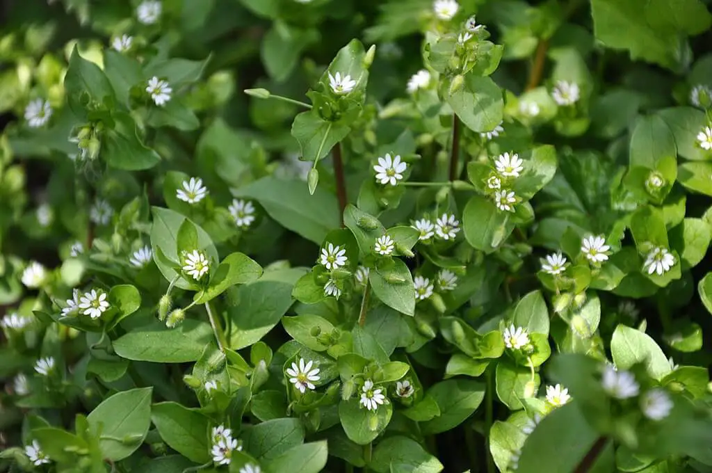 Stellaria media