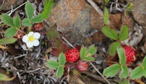 A Forager's Guide To Fragaria Chiloensis (Beach Strawberry) | ForagingGuru