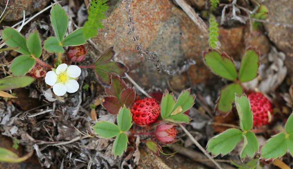 Fragaria chiloensis, beach strawberries