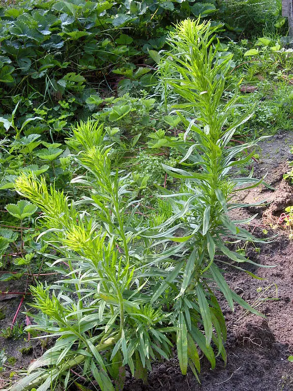 Conyza canadensis