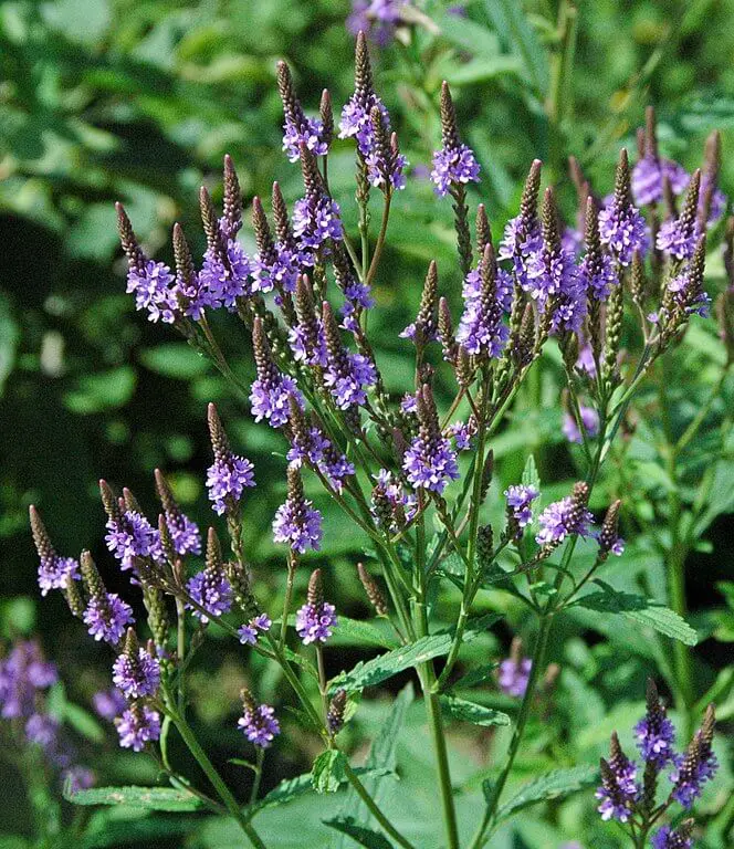 Blue vervain