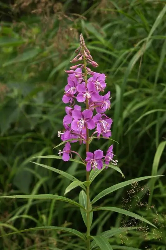 Fireweed flower