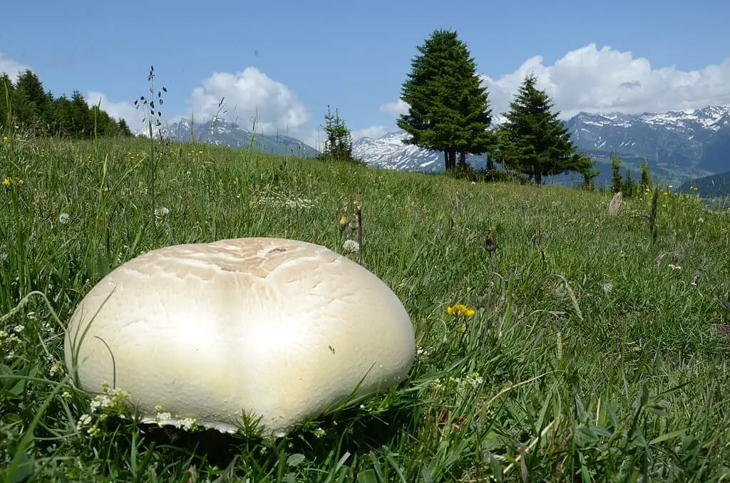 Calvatia gigantea