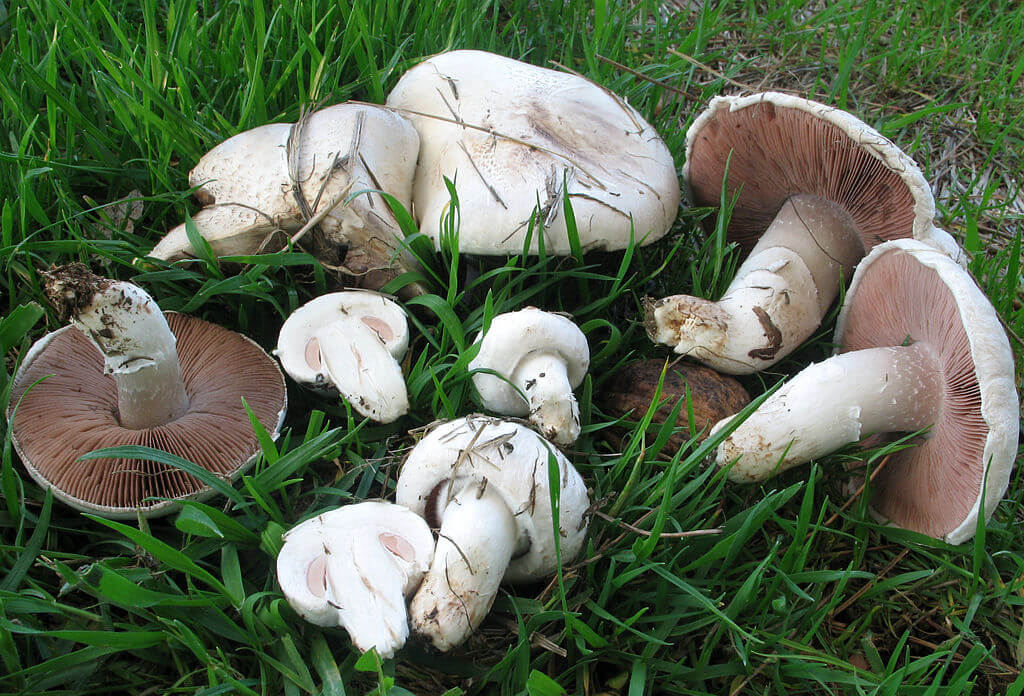 Field mushrooms
