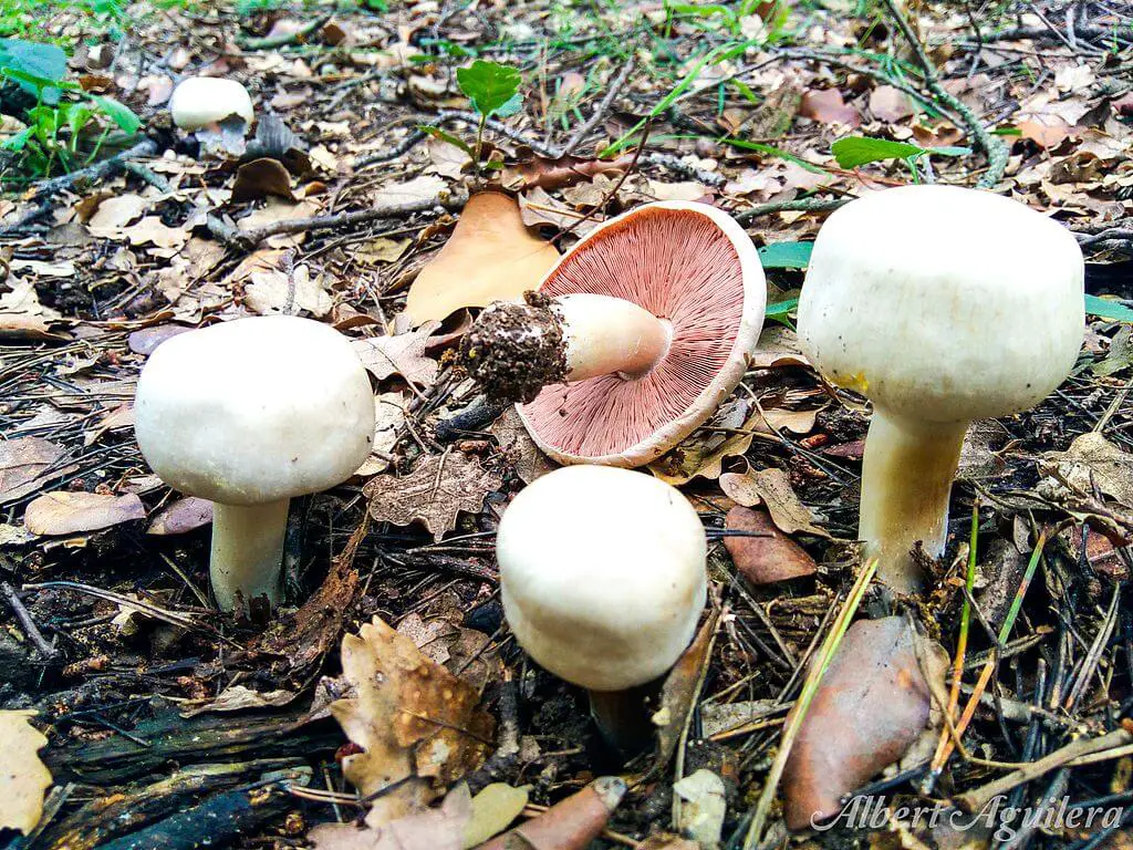 Agaricus campestris