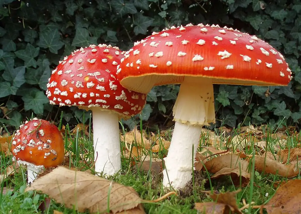 Amanita muscaria