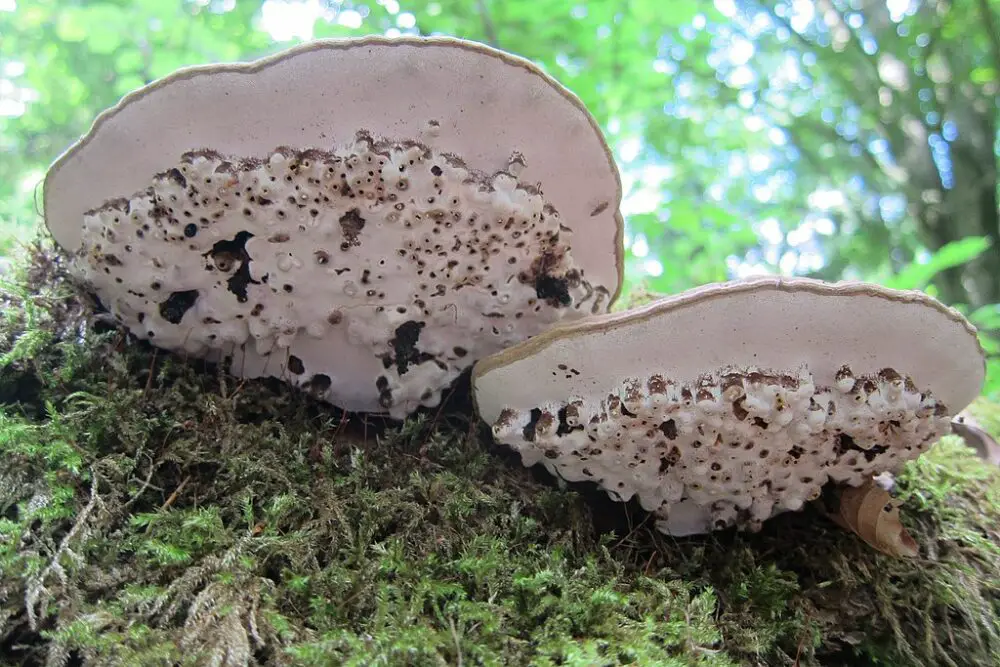 Ganoderma bottomside