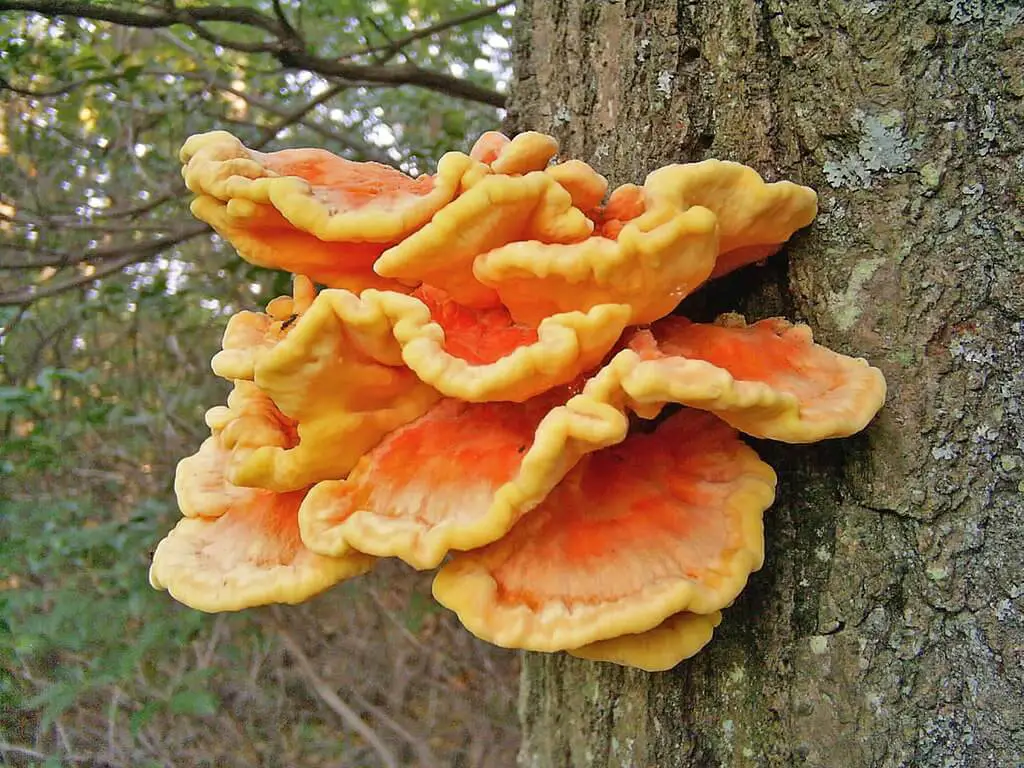 Chicken of the woods