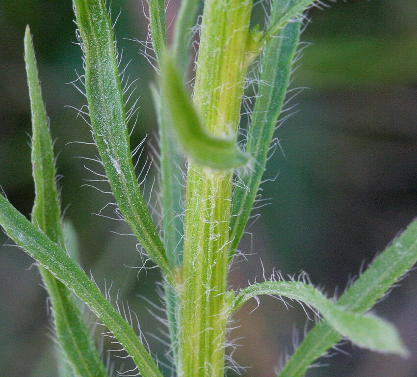 Horseweed stem