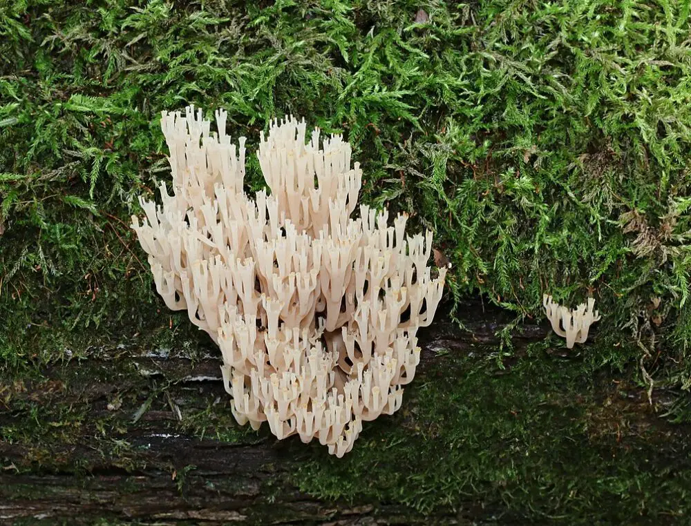 Crown-tipped coral mushrooms