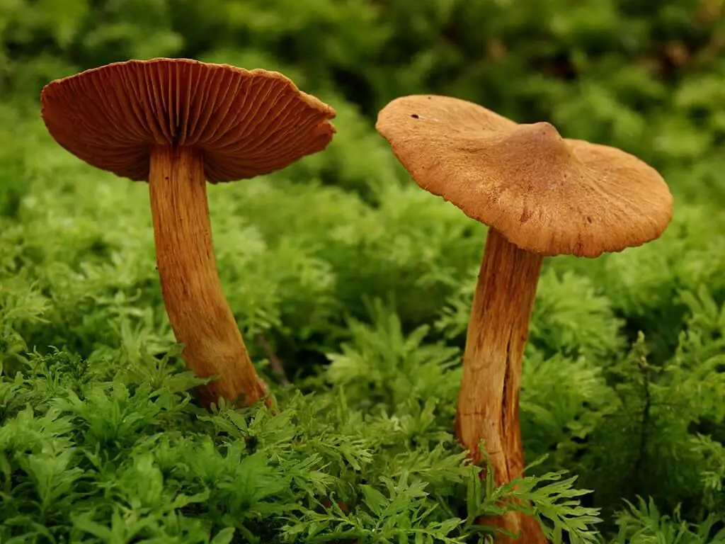 Cortinarius rubellus