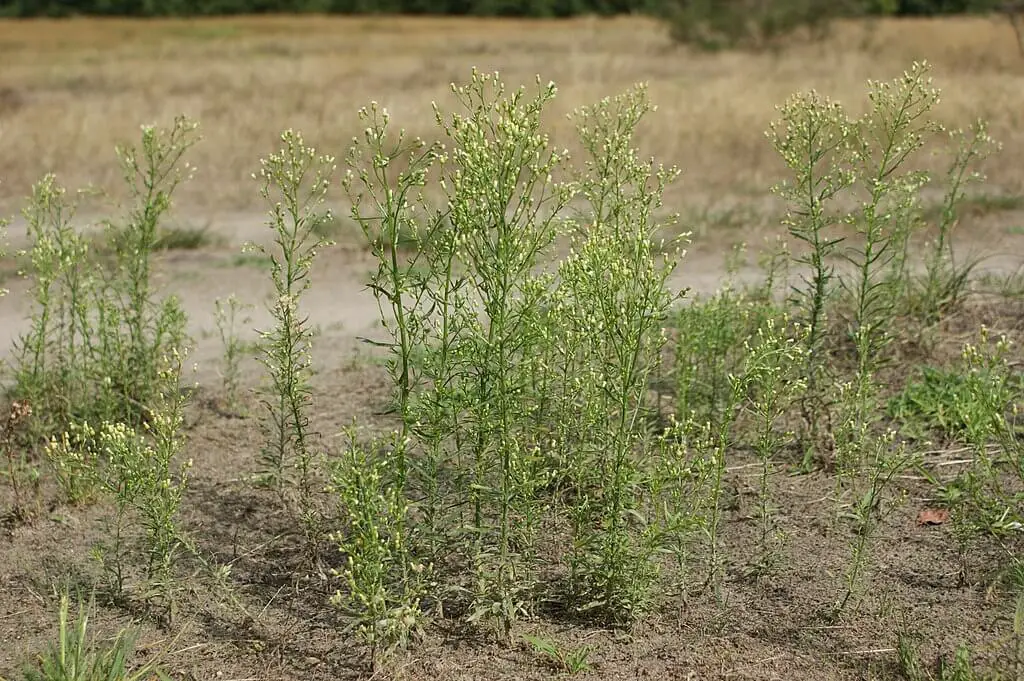 a-forager-s-guide-to-horseweed-erigeron-canadensis-foragingguru