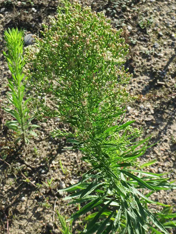 Horseweed