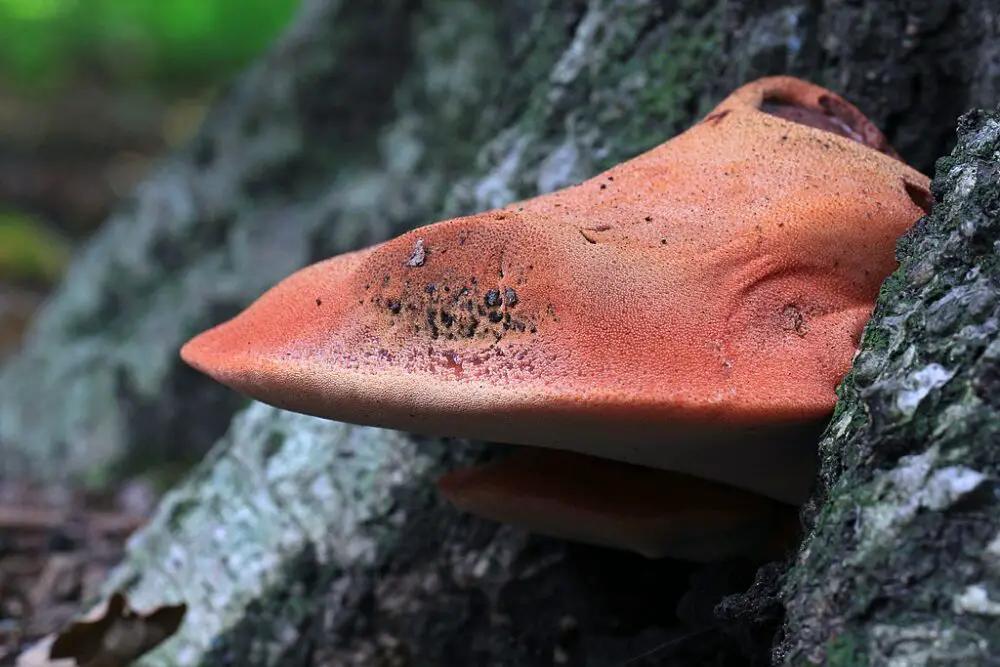 Beefsteak mushroom