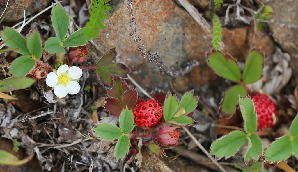 Fragaria chiloensis 