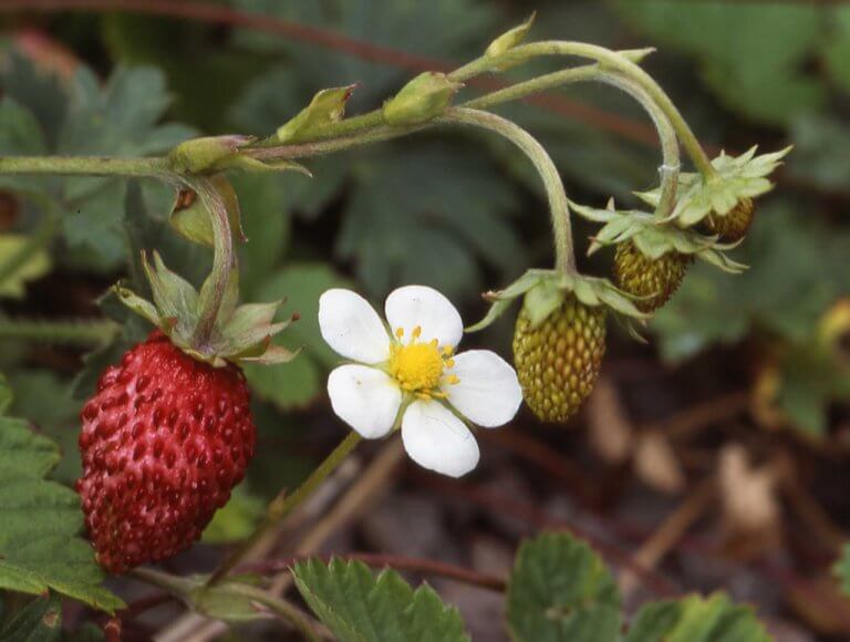 A Forager's Guide To Fragaria Chiloensis (Beach Strawberry) | ForagingGuru