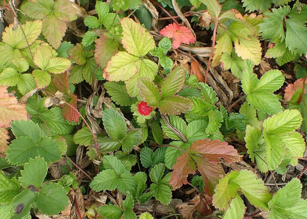 Beach strawberry