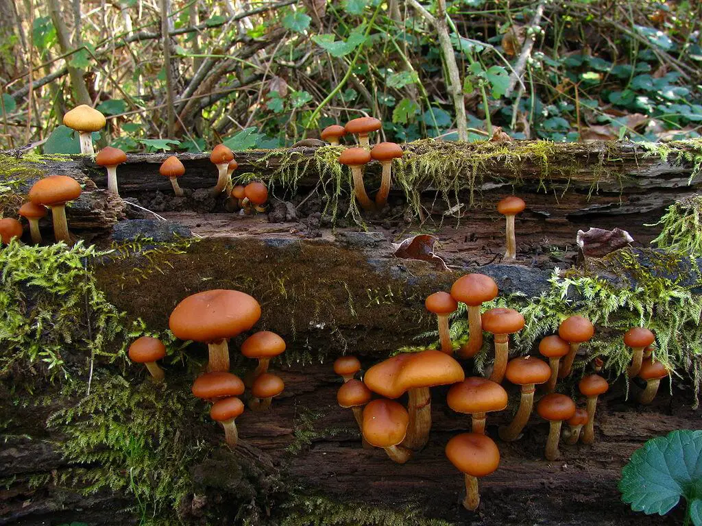 Amanita bisporigera