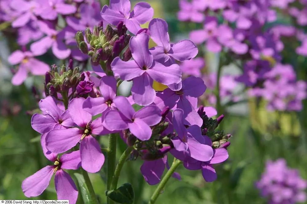 Dame's rocket flowers