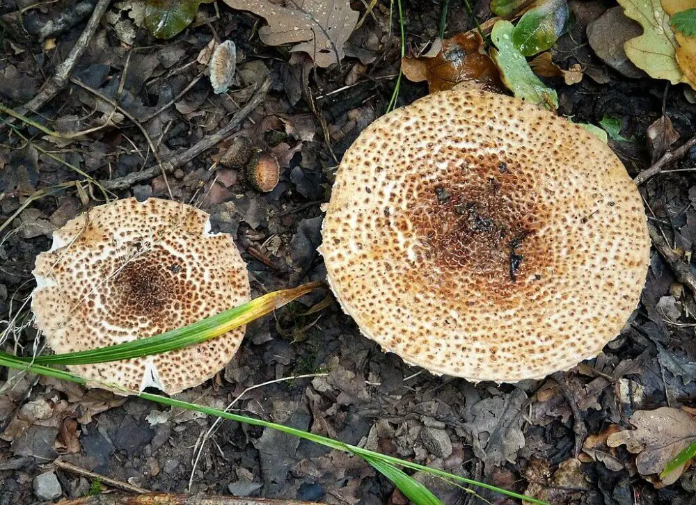 Lepiota helveola