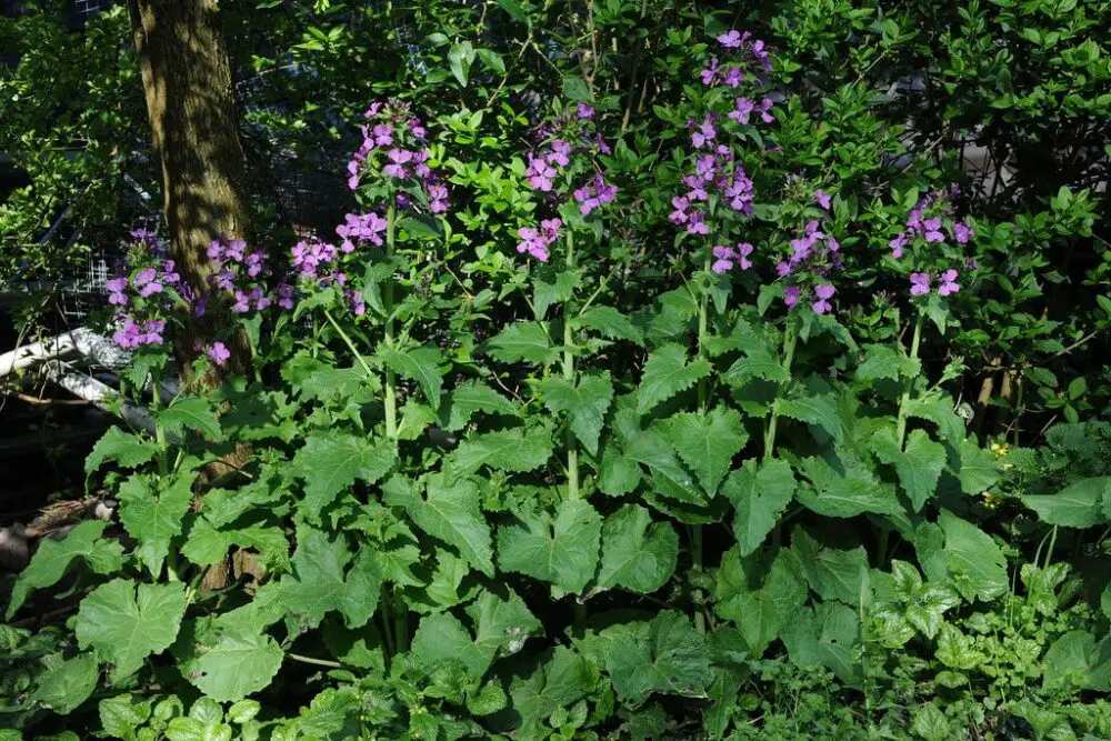 Lunaria annua