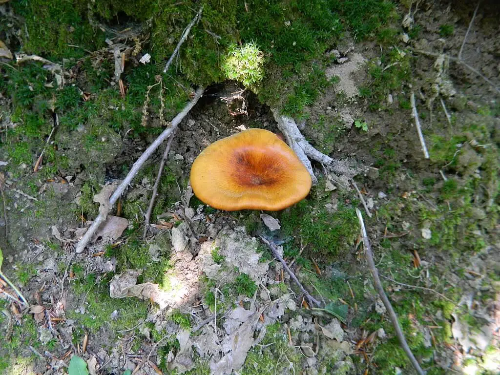 Omphalotus olearius 