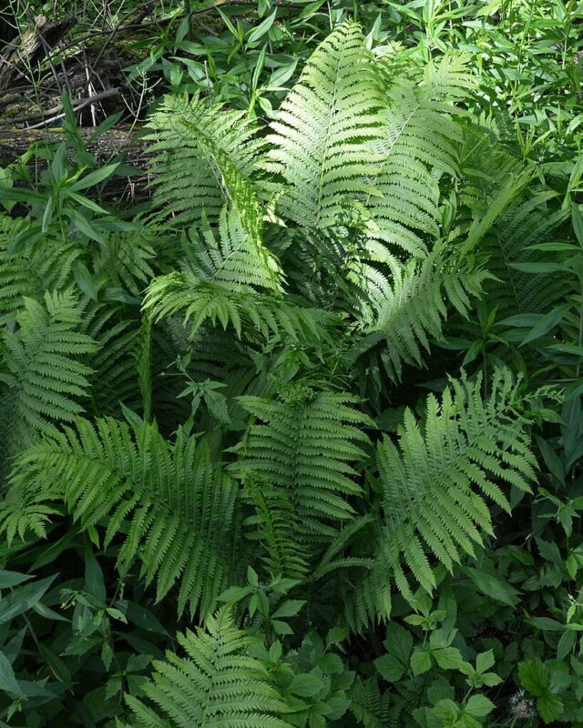 Ostrich fern