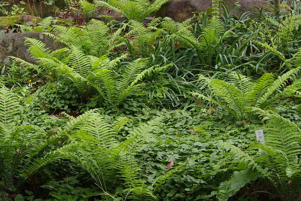 Ostrich fern