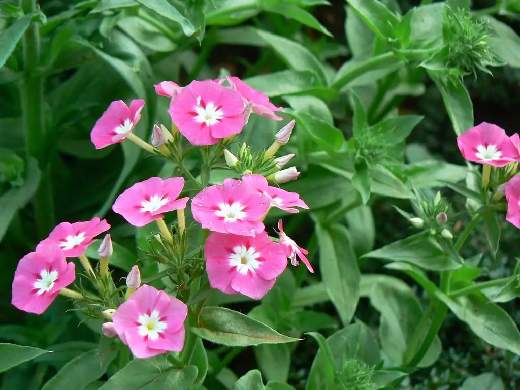 Phlox paniculata