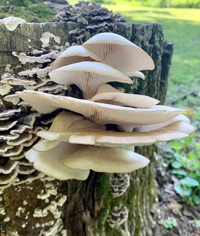 Pleurotus ostreatus