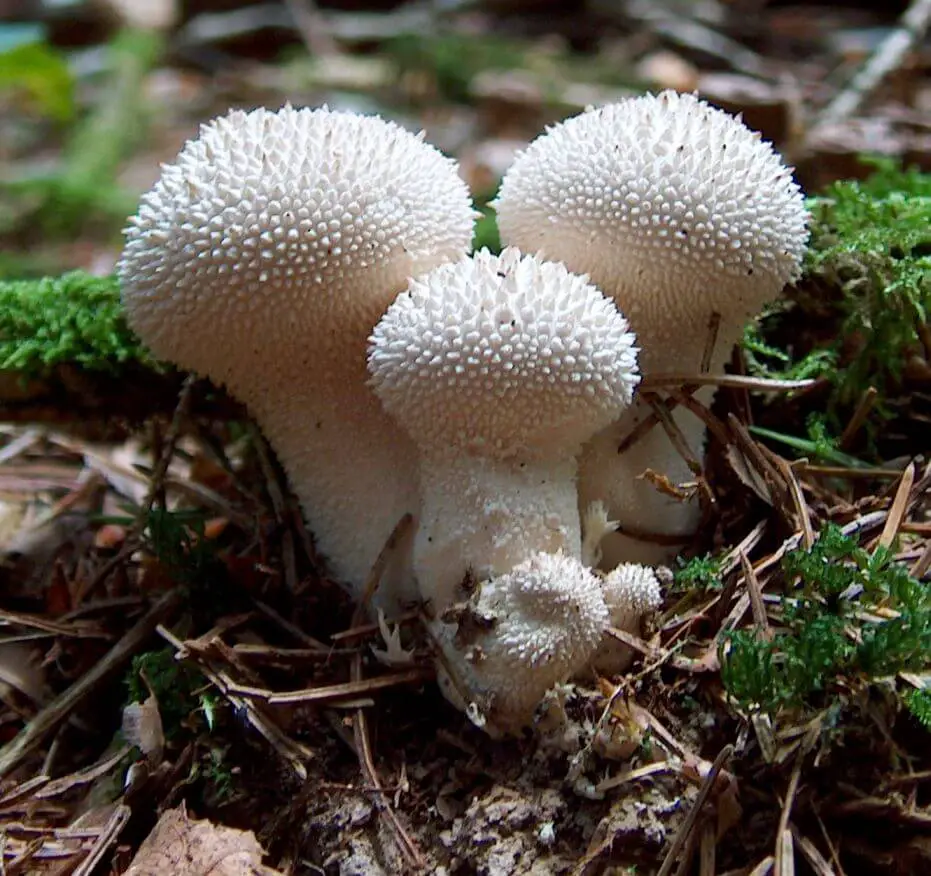 Puffballs