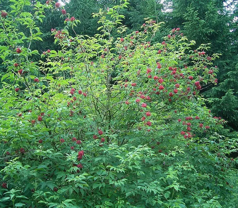 A Guide To Poisonous Elderberry Lookalikes 3 Sambucus racemosa