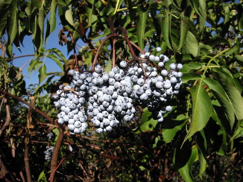 Blue elder fruit