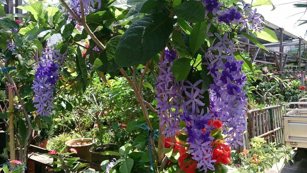 Petrea volubilis