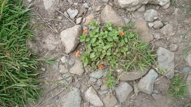 Scarlet pimpernel