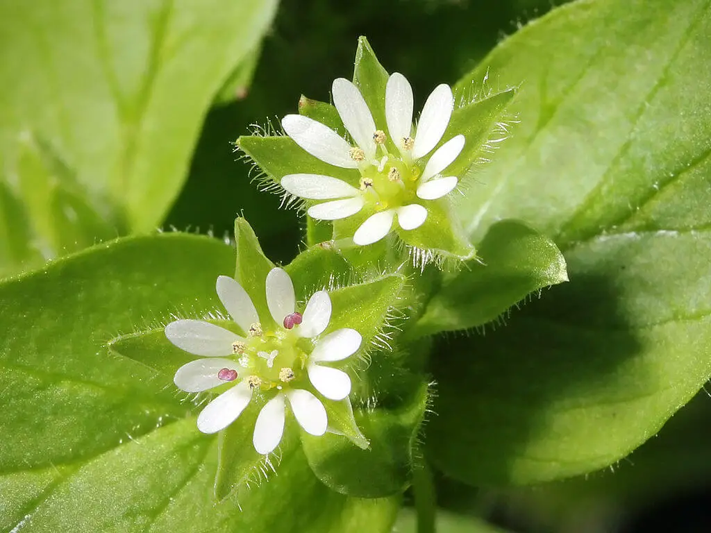 Common chickweed