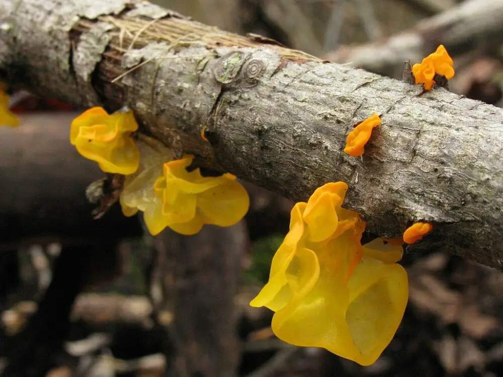 Tremella mesenterica