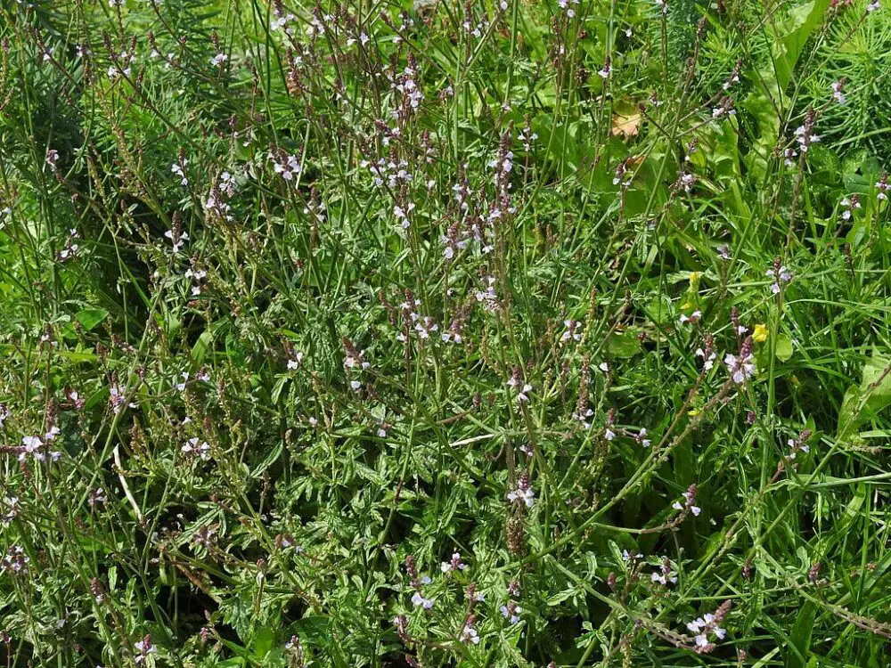 Verbena officinalis