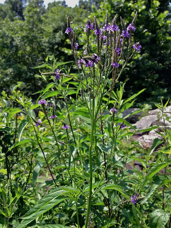 Verbena hastata